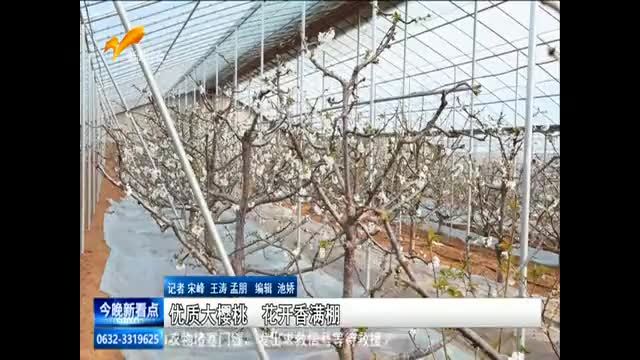 优质大樱桃 花开香满棚