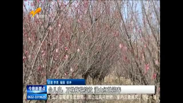 台儿庄：万株梅花绽放 漫山红艳迎春